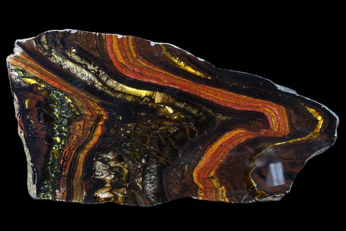 Polished Tiger Iron Stromatolite - ( Billion Years) #65338